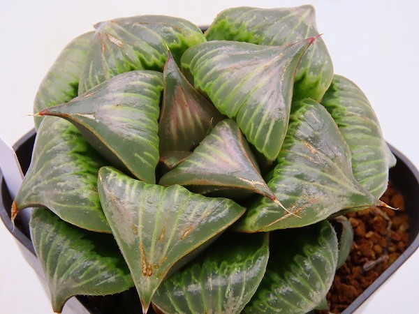 ■バディア　ピンクニンフ　ヤマト運輸発送のみ 【多肉植物　Haworthia　ハオルシア　ハオルチア】