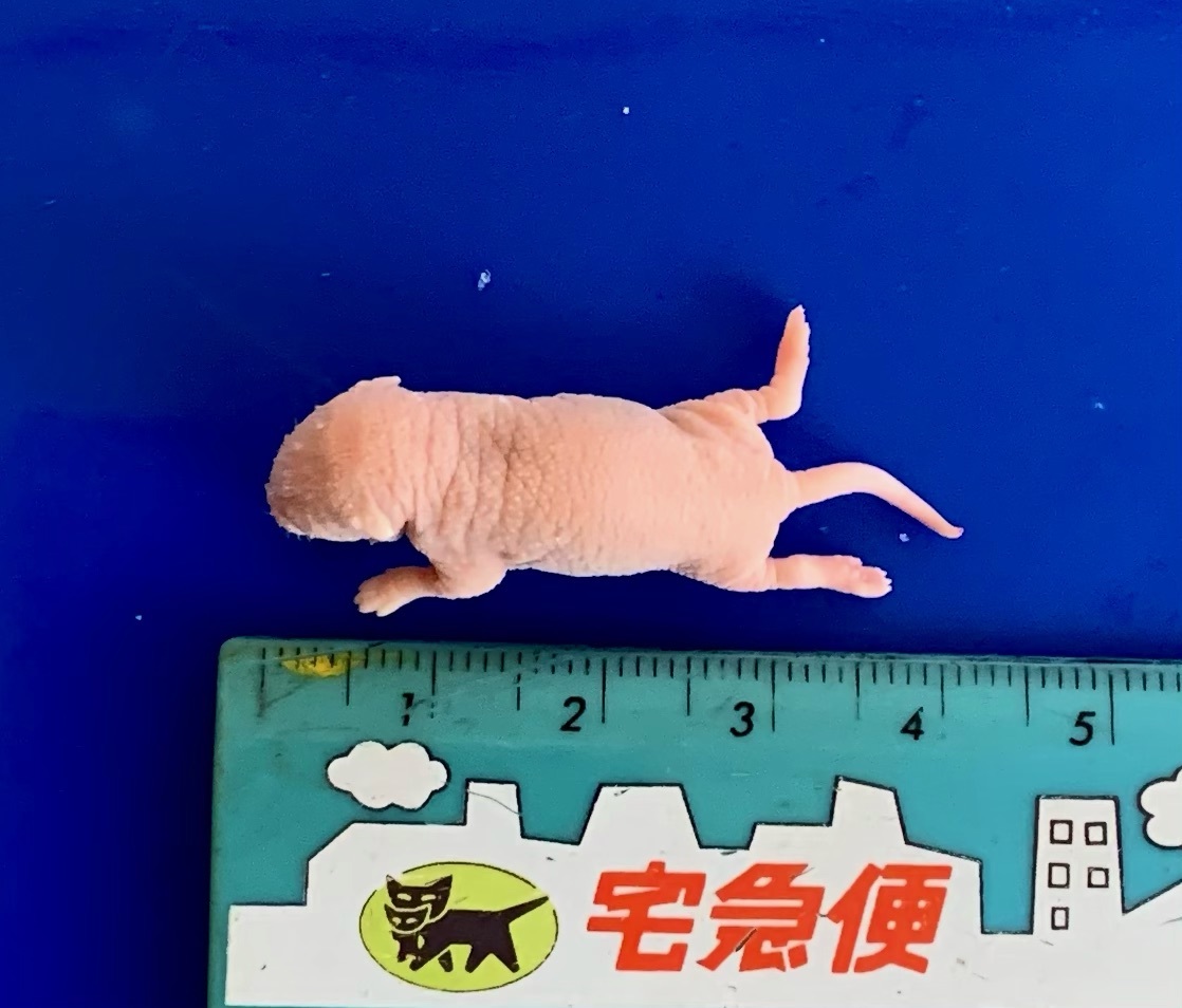 ☆ 冷凍 ピンクマウス Sサイズ 100匹 ☆ 【公式通販】