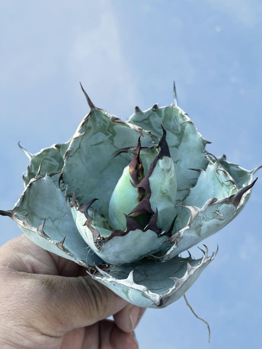D07 多肉植物アガベ チタノタBB ブラックアンドブルー 極上株 包葉型