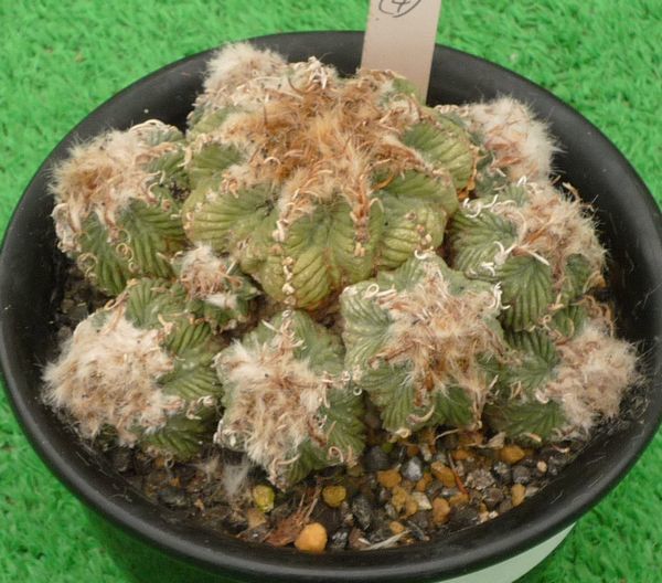 サボテン 多肉植物 花籠 4 サボテン 売買されたオークション情報 Yahooの商品情報をアーカイブ公開 オークファン Aucfan Com