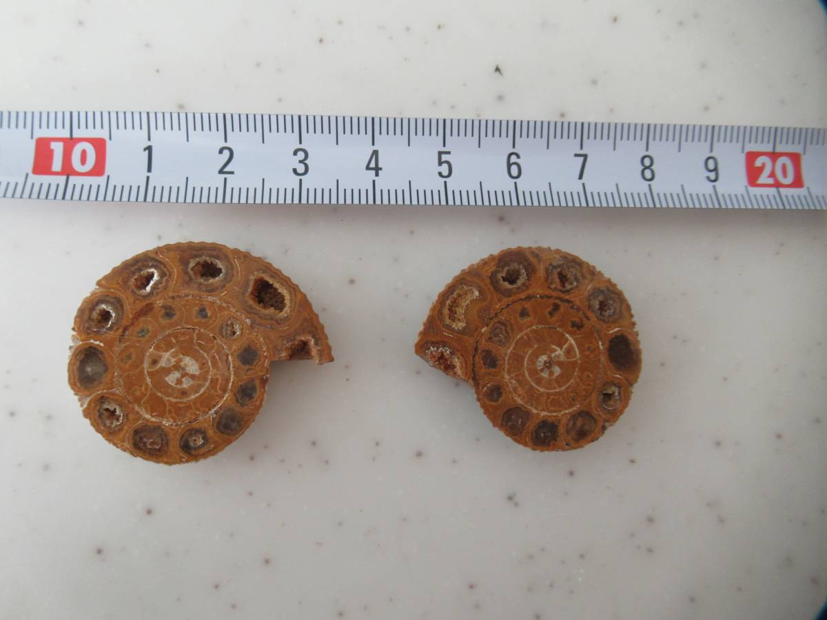 アンモナイト化石　3_1