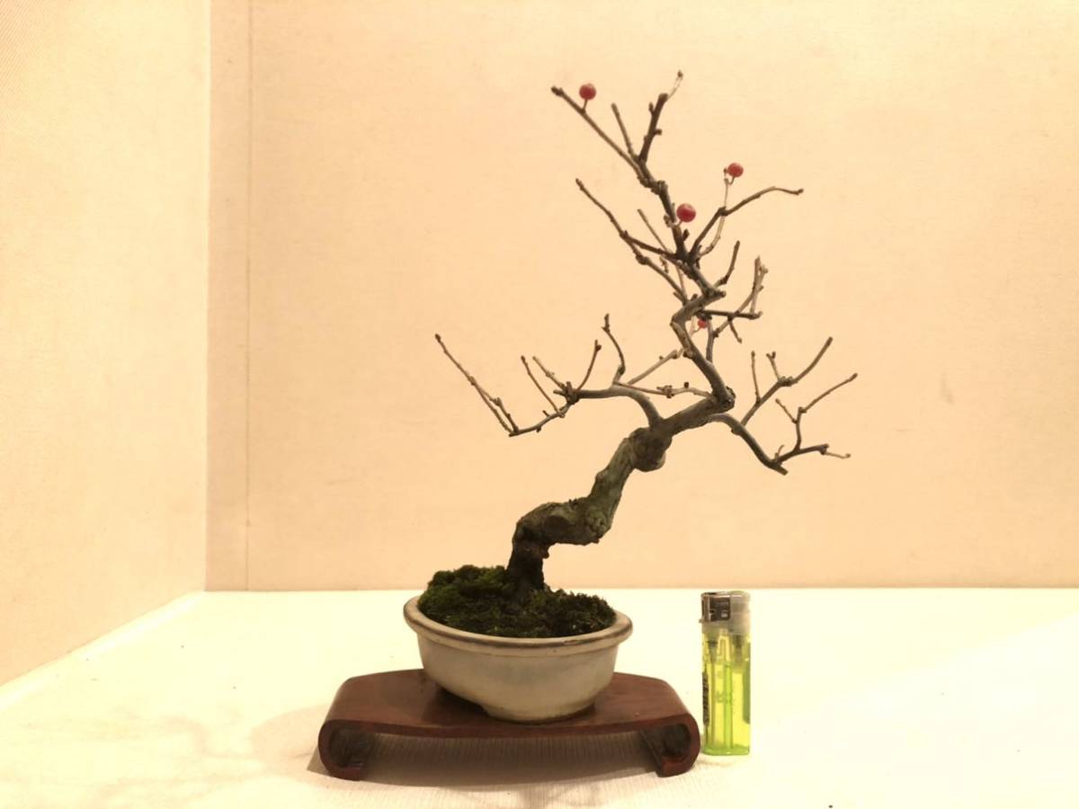 ☆盆栽生活☆ 秋茱萸 アキグミ 小実 盆栽(盆栽)｜売買された