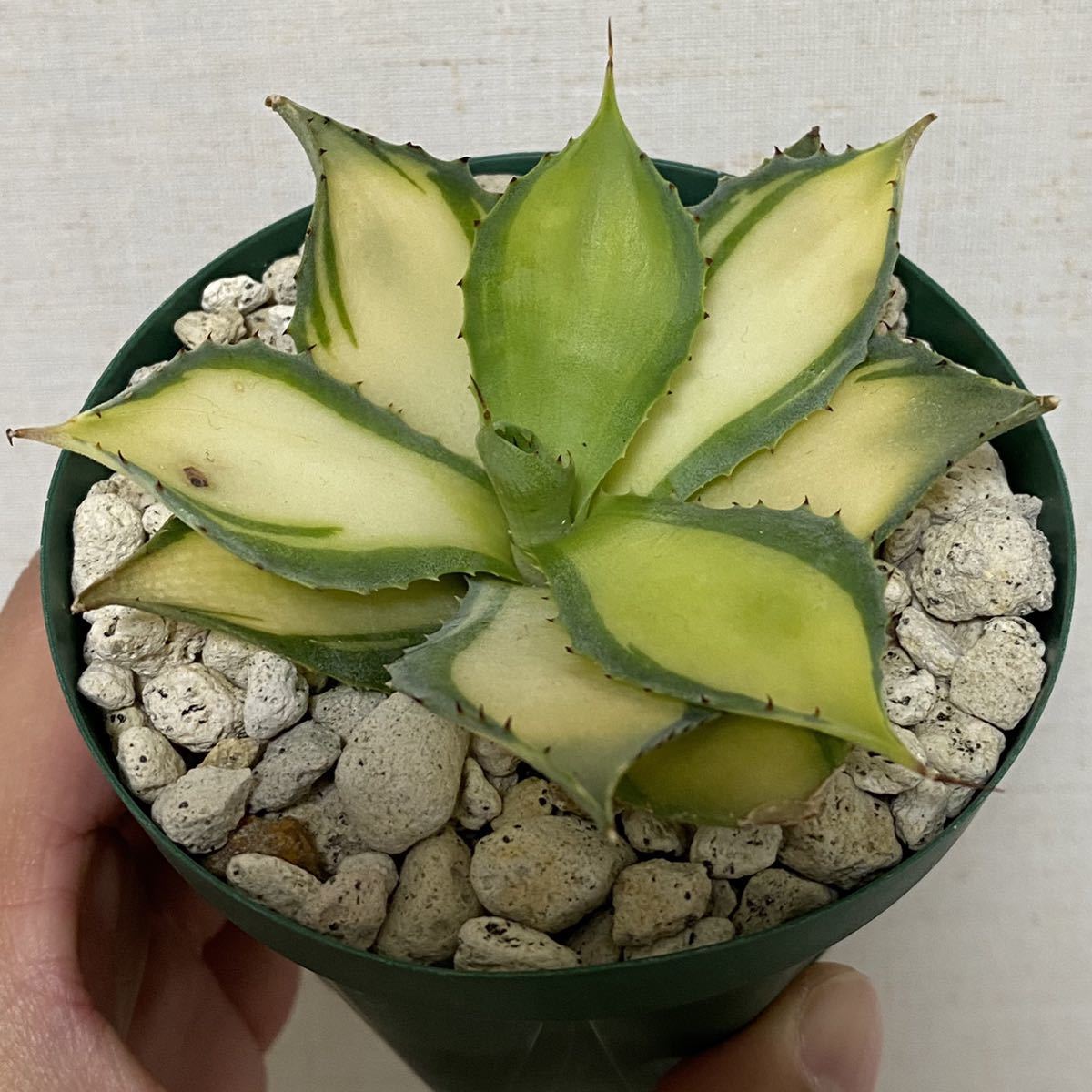 ラムランナー極上斑 レア品種 アガベ Agave イシスメンシス 検 兜蟹 甲蟹 雷帝 雷神 チタノタ 中斑 姫巌竜 アガベ 売買されたオークション情報 Yahooの商品情報をアーカイブ公開 オークファン Aucfan Com