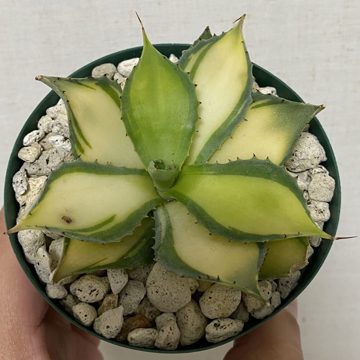 ラムランナー極上斑 レア品種 アガベ Agave イシスメンシス 検 兜蟹 甲蟹 雷帝 雷神 チタノタ 中斑 姫巌竜 アガベ 売買されたオークション情報 Yahooの商品情報をアーカイブ公開 オークファン Aucfan Com