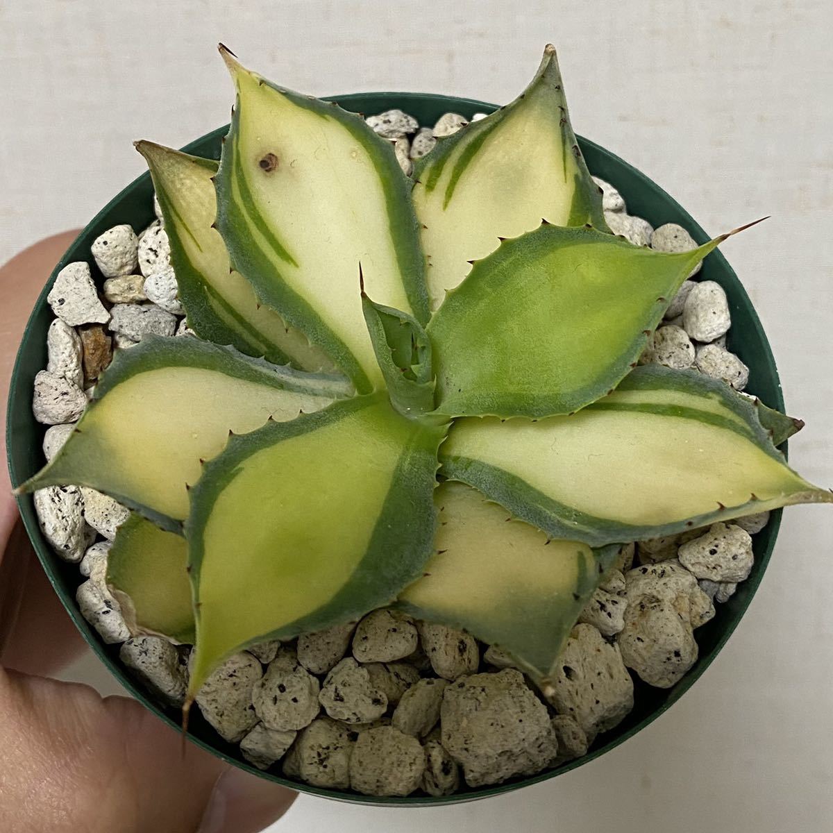 ラムランナー極上斑 レア品種 アガベ Agave イシスメンシス 検 兜蟹 甲蟹 雷帝 雷神 チタノタ 中斑 姫巌竜 アガベ 売買されたオークション情報 Yahooの商品情報をアーカイブ公開 オークファン Aucfan Com