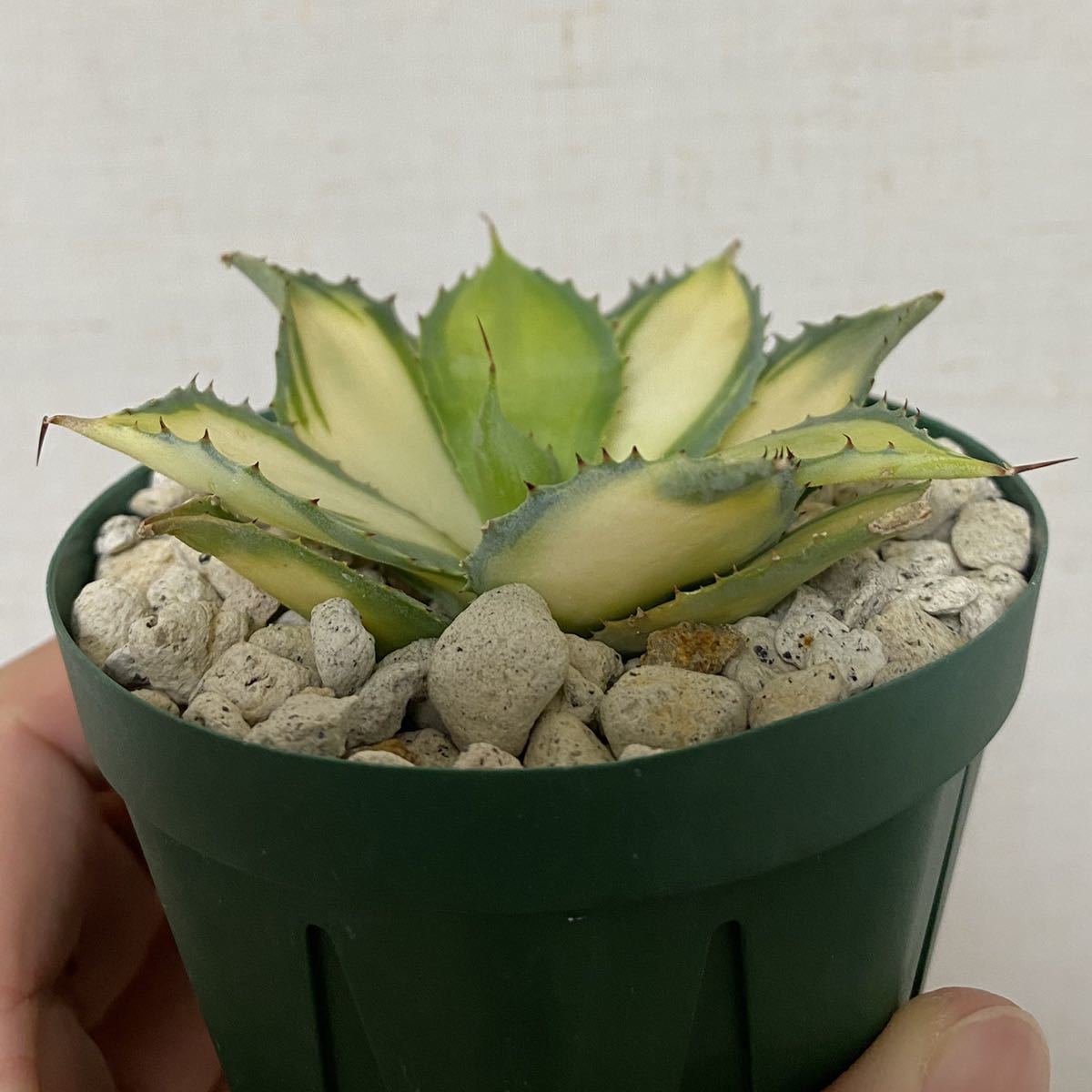 ラムランナー極上斑 レア品種 アガベ Agave イシスメンシス 検 兜蟹 甲蟹 雷帝 雷神 チタノタ 中斑 姫巌竜 アガベ 売買されたオークション情報 Yahooの商品情報をアーカイブ公開 オークファン Aucfan Com