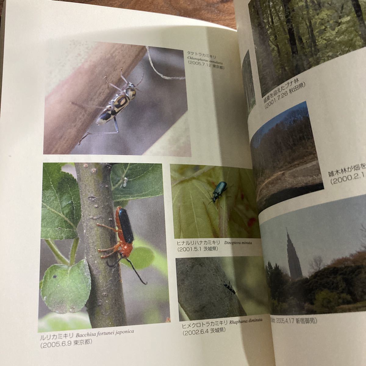 へなちょこカミキリロード 初心者のためのカミキリムシ入門 : - 初心者 