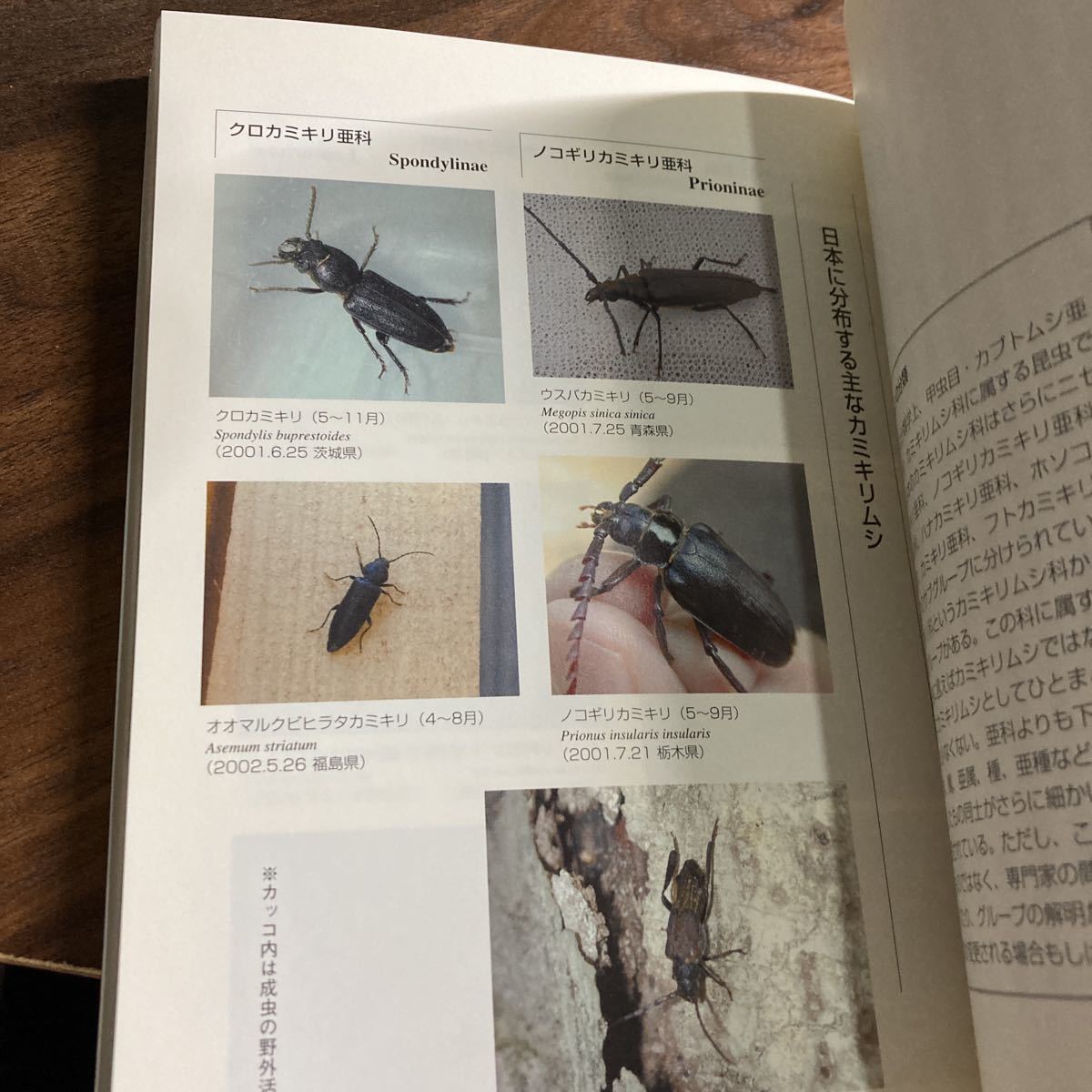 へなちょこカミキリロード 初心者のためのカミキリムシ入門 : - 初心者 