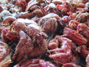 ヤドカリ 石鯛のヤフオク の相場 価格を見る ヤフオク のヤドカリ 石鯛のオークション売買情報は35件が掲載されています