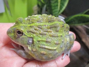 Expectation ナンベイウシガエル 7 9センチくらい １匹での価格です 初回限定 Haisha Co Jp