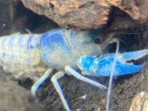 ブルー ザリガニのヤフオク の相場 価格を見る ヤフオク のブルー ザリガニのオークション売買情報は74件が掲載されています