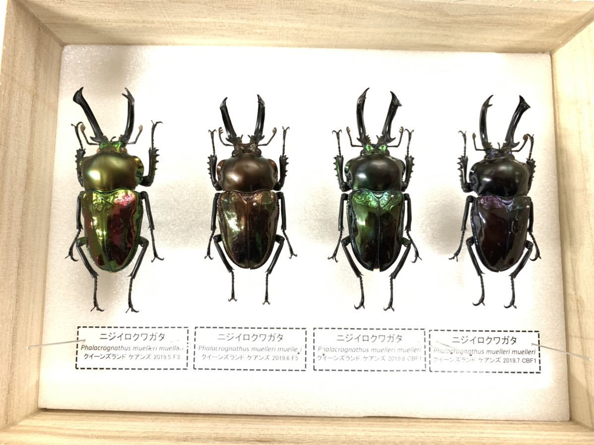 展足済】美麗 ニジイロクワガタ 4色セット左から54㎜51㎜52㎜53