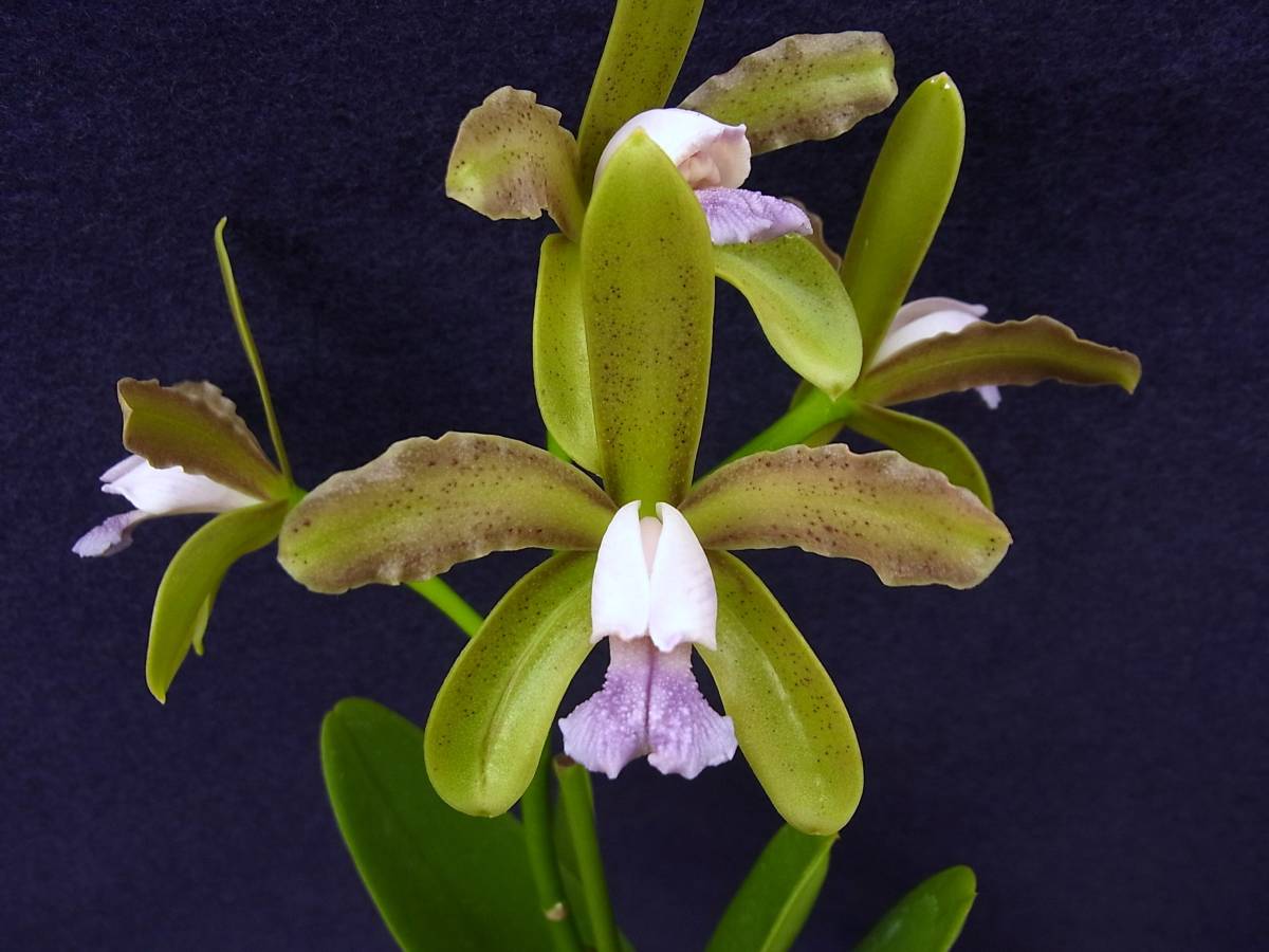 洋蘭 原種 カトレア C. guttata leopoldii 'Orchidglade'AM⁄AOS