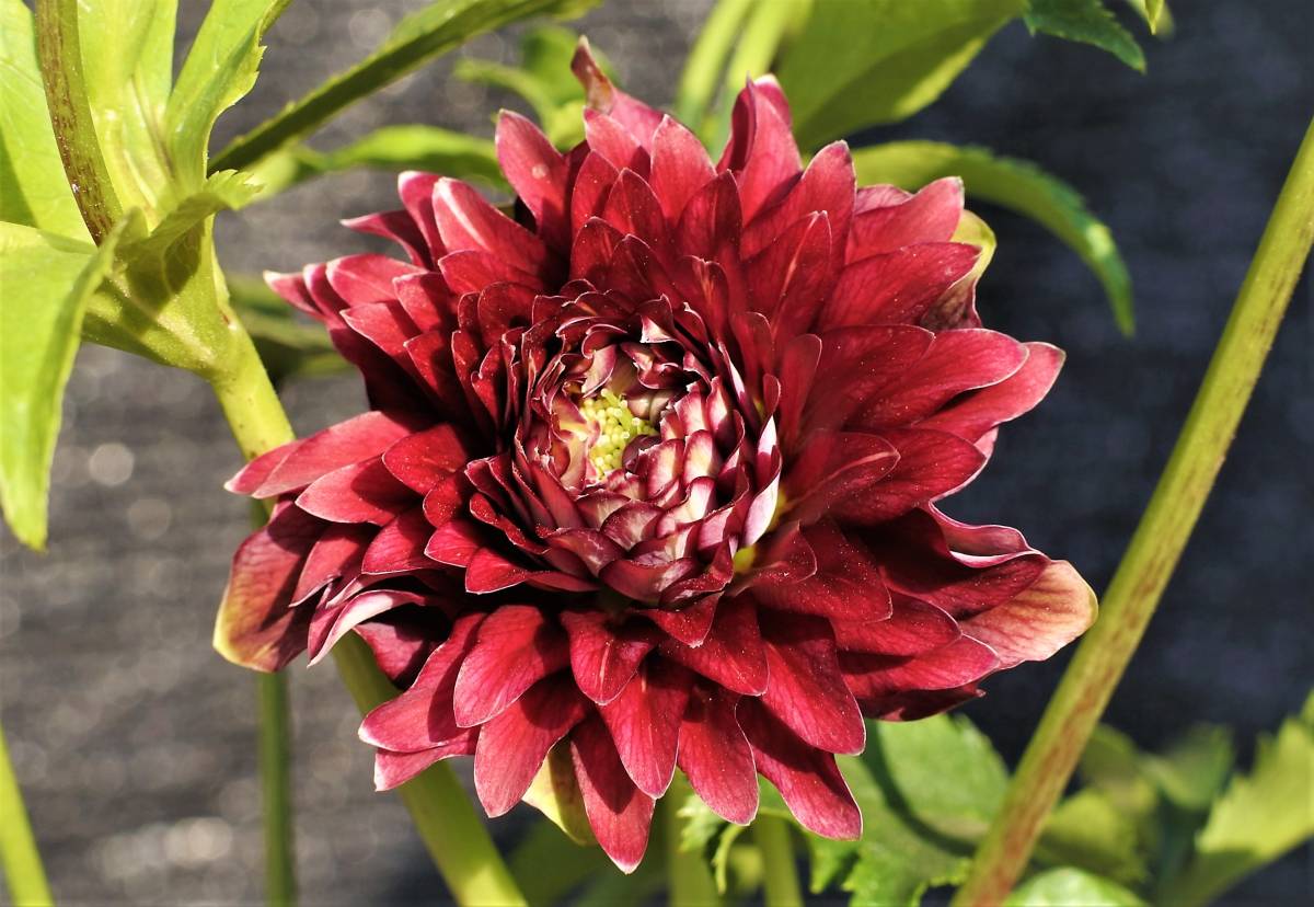 株分け クレオパトラ レッド クリスマスローズ 【公式通販】