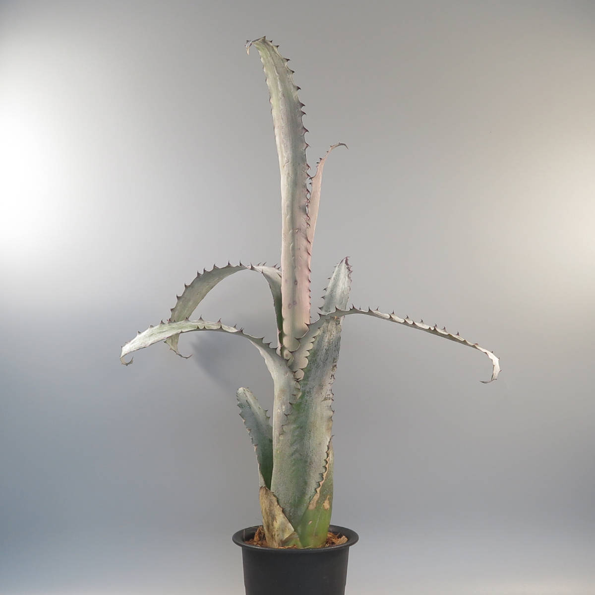 タンクブロメリア　ホヘンベルギア　2種類 タンクブロメリア ホヘンベルギア 2種類