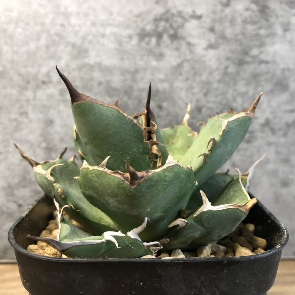 種 Agave titanota FO-076 アガベ チタノタ オテロイ FO 【F394】【白