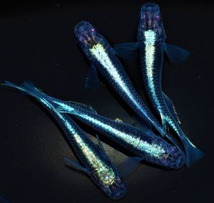 安心の定価販売 極上 カブキ ブルータイプ めだか 稚魚 15匹 A セールsale Selaganggeng Desa Id