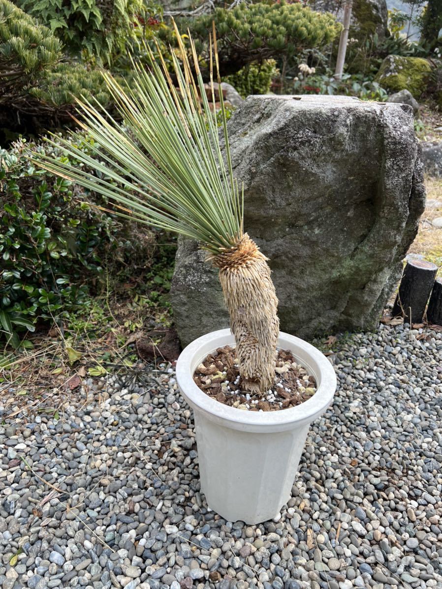 新作登場，豊富な 厳選株 地植え レア ユッカ リネアリフォリア Yucca linearifoliaリネアフォリア リネアリス ドライガーデン ガーデニング 庭(ユッカ)｜売買されたオークション情報、yahooの商品情報をアーカイブ ユッカ
