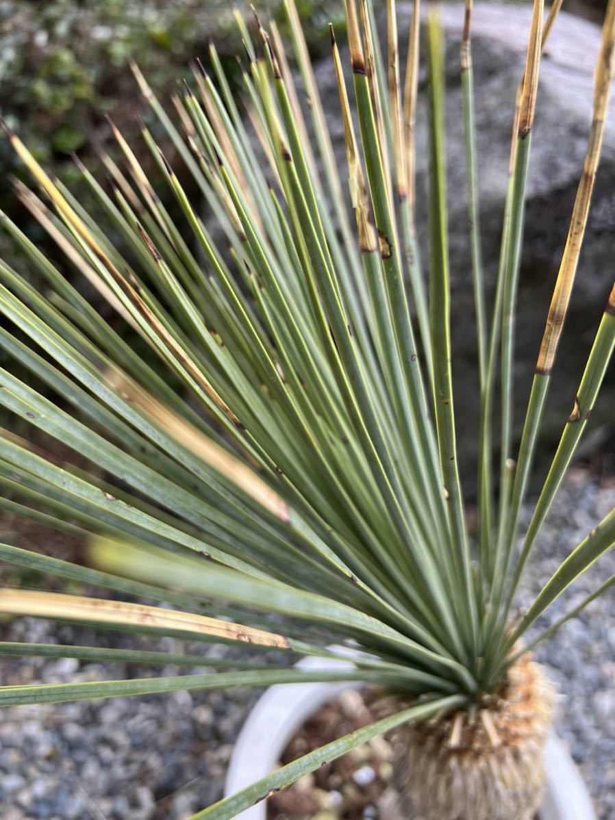 厳選株 地植え レア ユッカ リネアリフォリア Yucca linearifolia