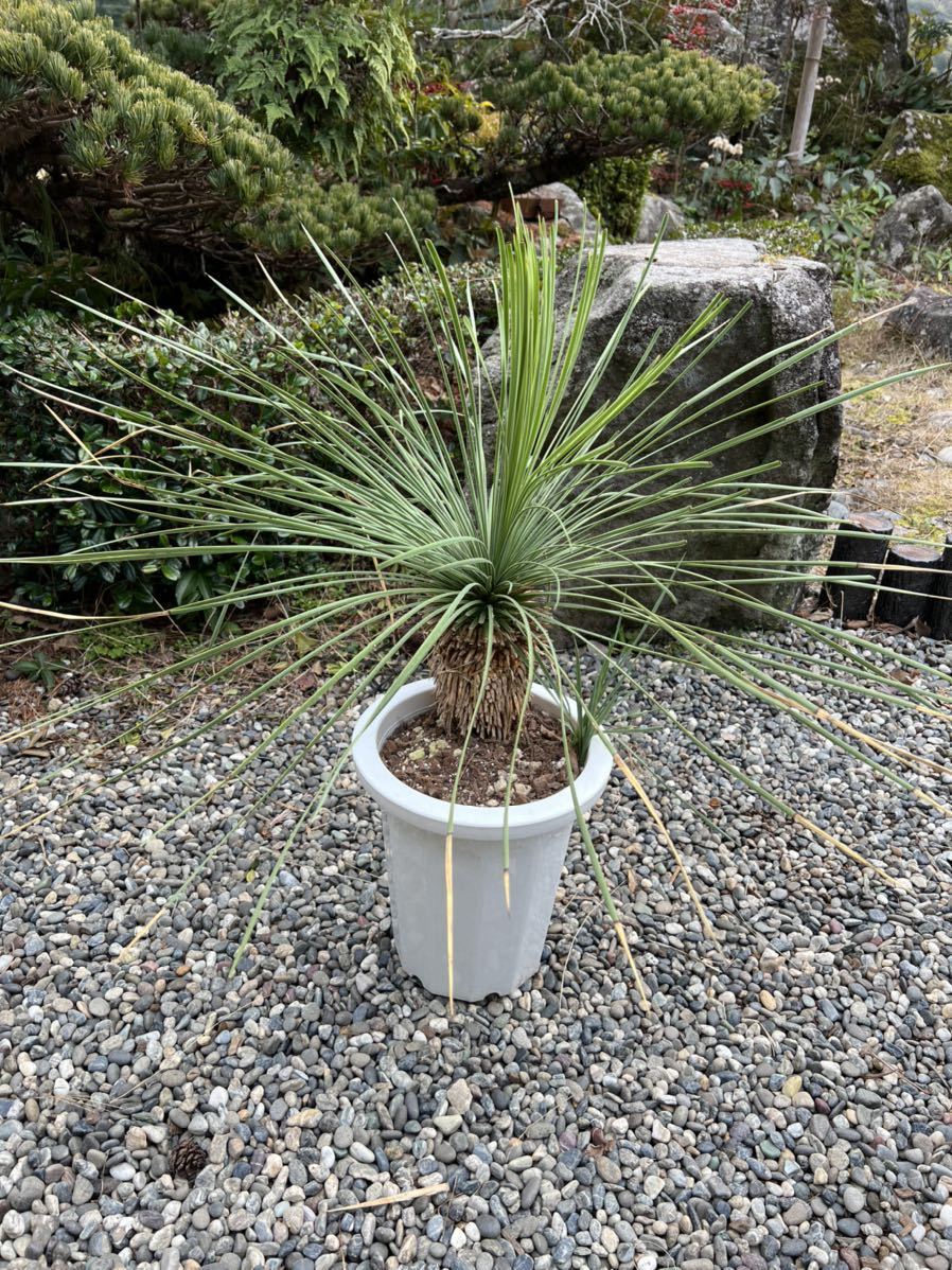極太 厳選株 地植え レア ユッカ リネアリフォリア Yucca linearifolia