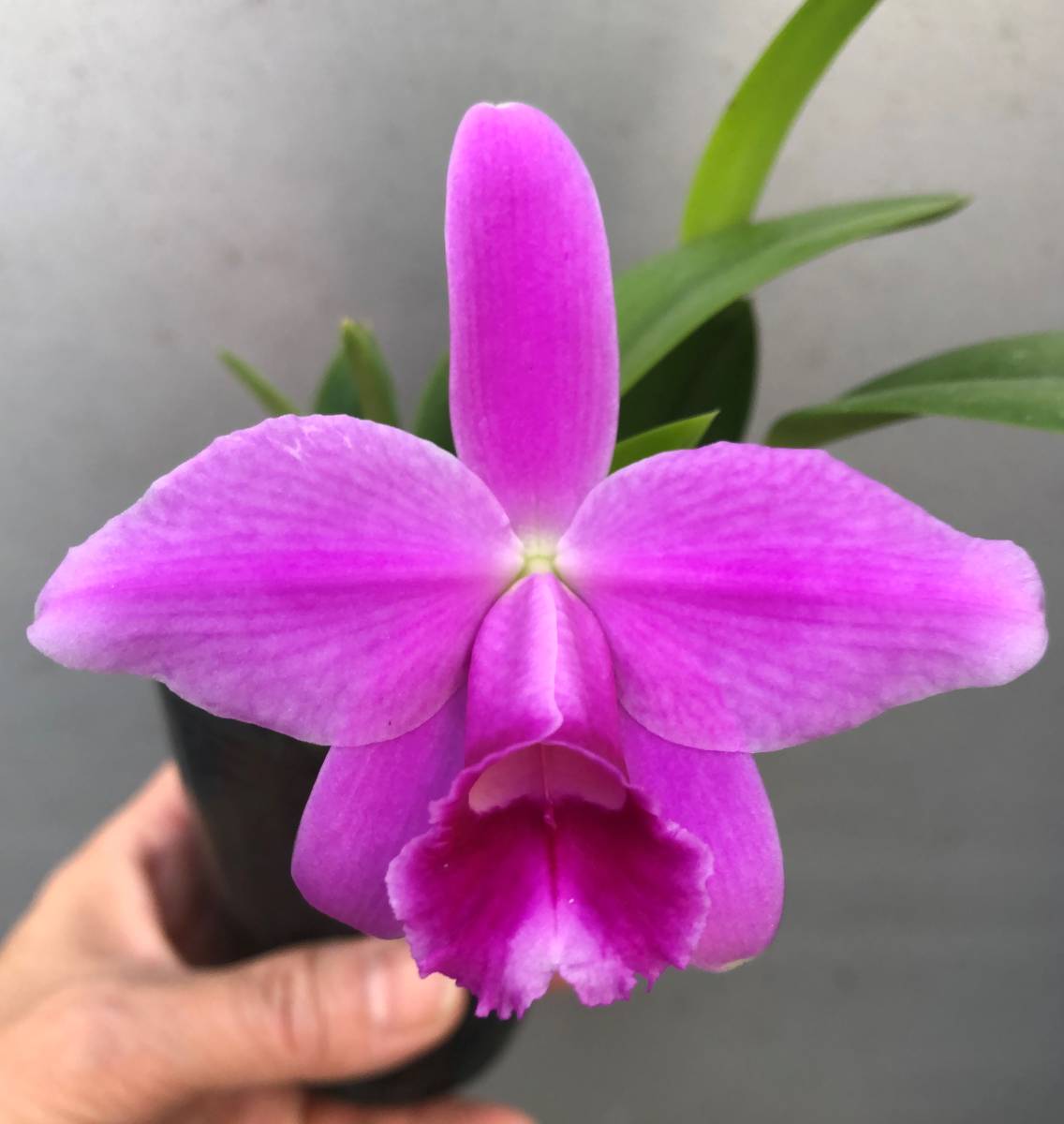 洋蘭原種 C.dormaniana 'Estel' 【公式通販】