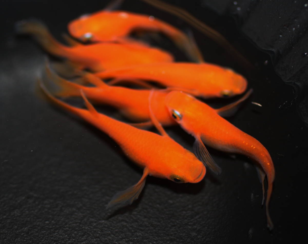選抜メダカ 現物出品 紅帝ヒレ長 ダルマ 半ダルマ メス4匹 オス3匹 Mサイズ 若魚 綺麗 優雅 めだか 売買されたオークション情報 Yahooの商品情報をアーカイブ公開 オークファン Aucfan Com
