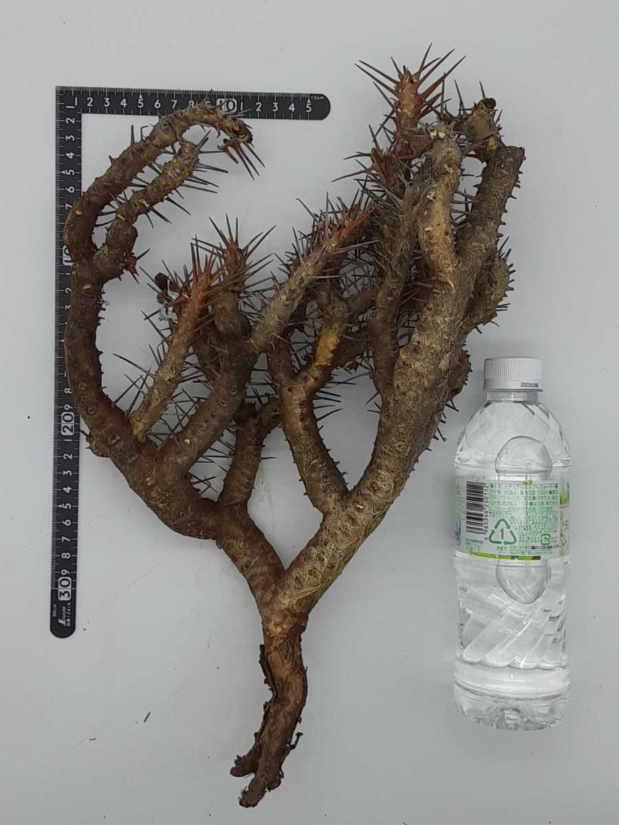 奈良美智 Yoshitomo Nara りんご箱プレミアムチケット 奈良美智 リンゴ