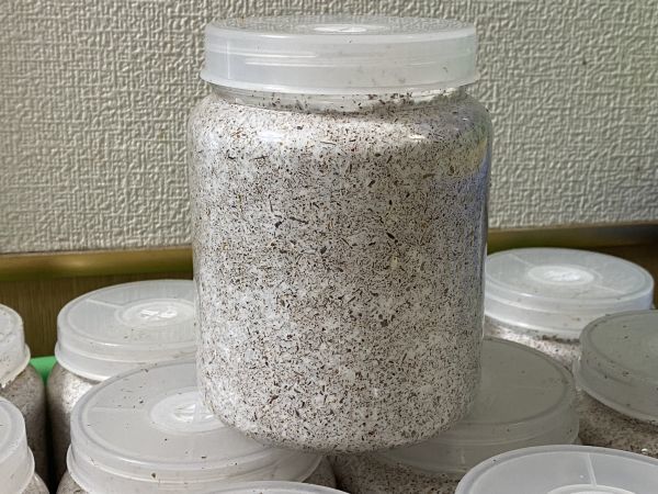 神長きのこ園 S8カンタケ カンタケ ペット用品 菌糸ブロック ブロック