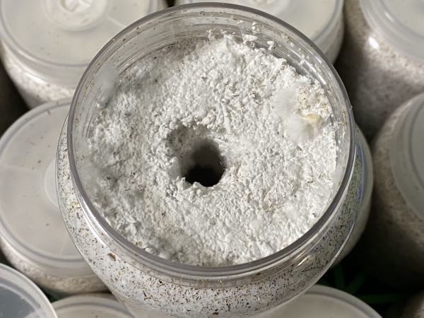 神長きのこ園 S8カンタケ カンタケ ペット用品 菌糸ブロック ブロック