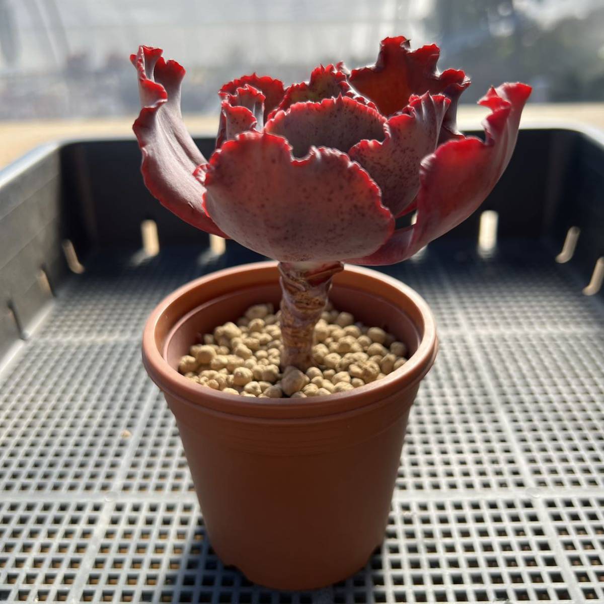 多肉植物 エケベリア パーティードレス 鉢8 5センチ サボテン 売買されたオークション情報 Yahooの商品情報をアーカイブ公開 オークファン Aucfan Com 多肉植物 エケベリア パーティードレス 鉢8 5センチ サボテン 売買されたオークション情報 Yahooの商品情報をアーカイブ公開 オークファン Aucfan Com