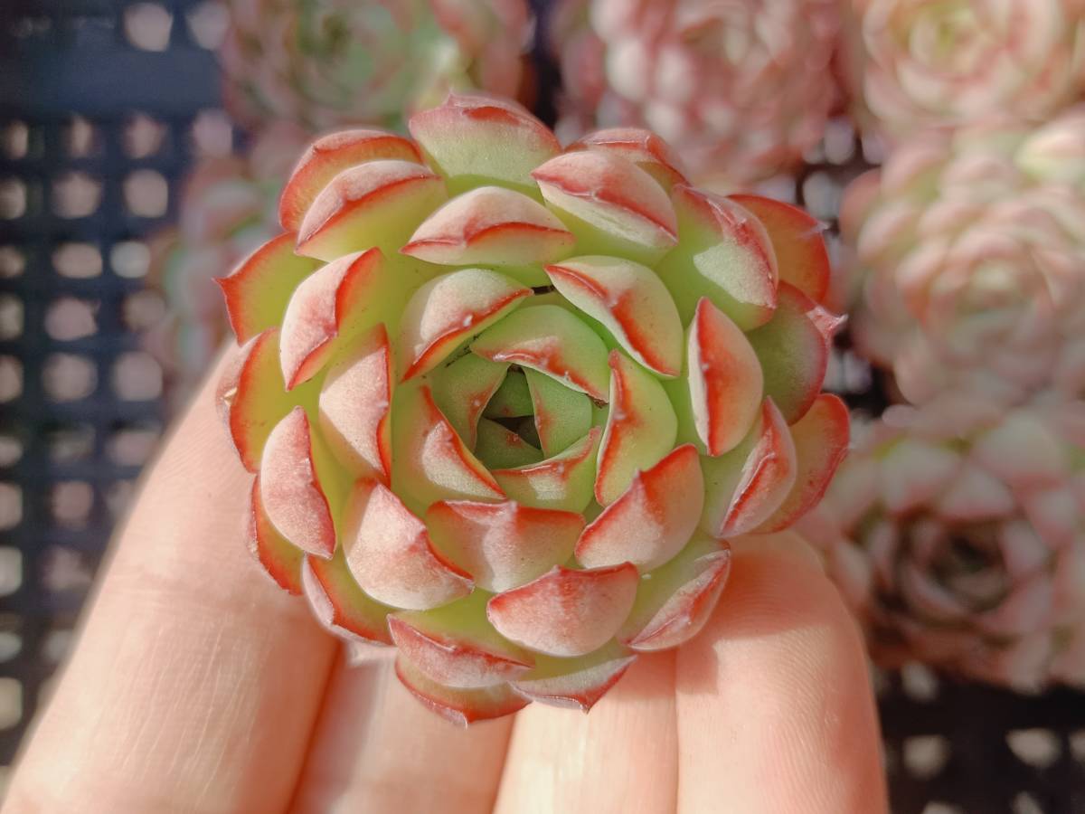  多肉植物 エケベリア 韓国 S254ドリームローズ30個(サボテン)｜売買されたオークション情報、yahooの商品情報をアーカイブ公開 - オークファン サボテン