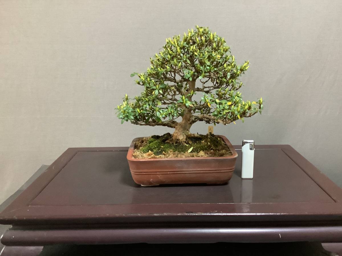 さつき倶楽部 皐月 盆栽 特選高級小品盆栽 天照 品種 日光の枝変わり 皐月 さつき 売買されたオークション情報 Yahooの商品情報をアーカイブ公開 オークファン Aucfan Com