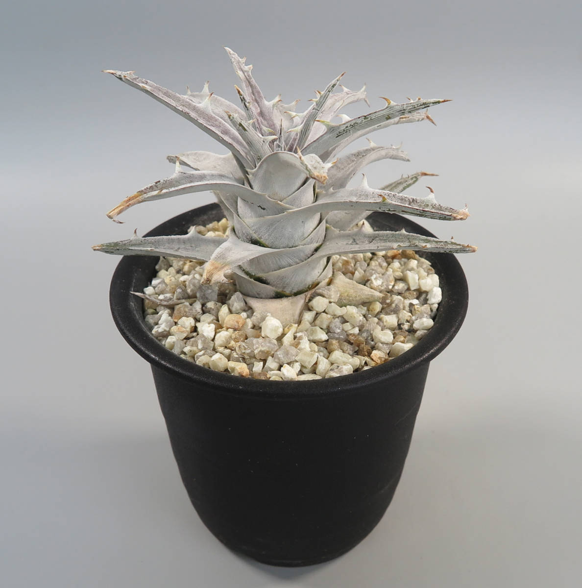 ディッキア：Dyckia goehringii 'New Form' F1 | Dyckia Maniax