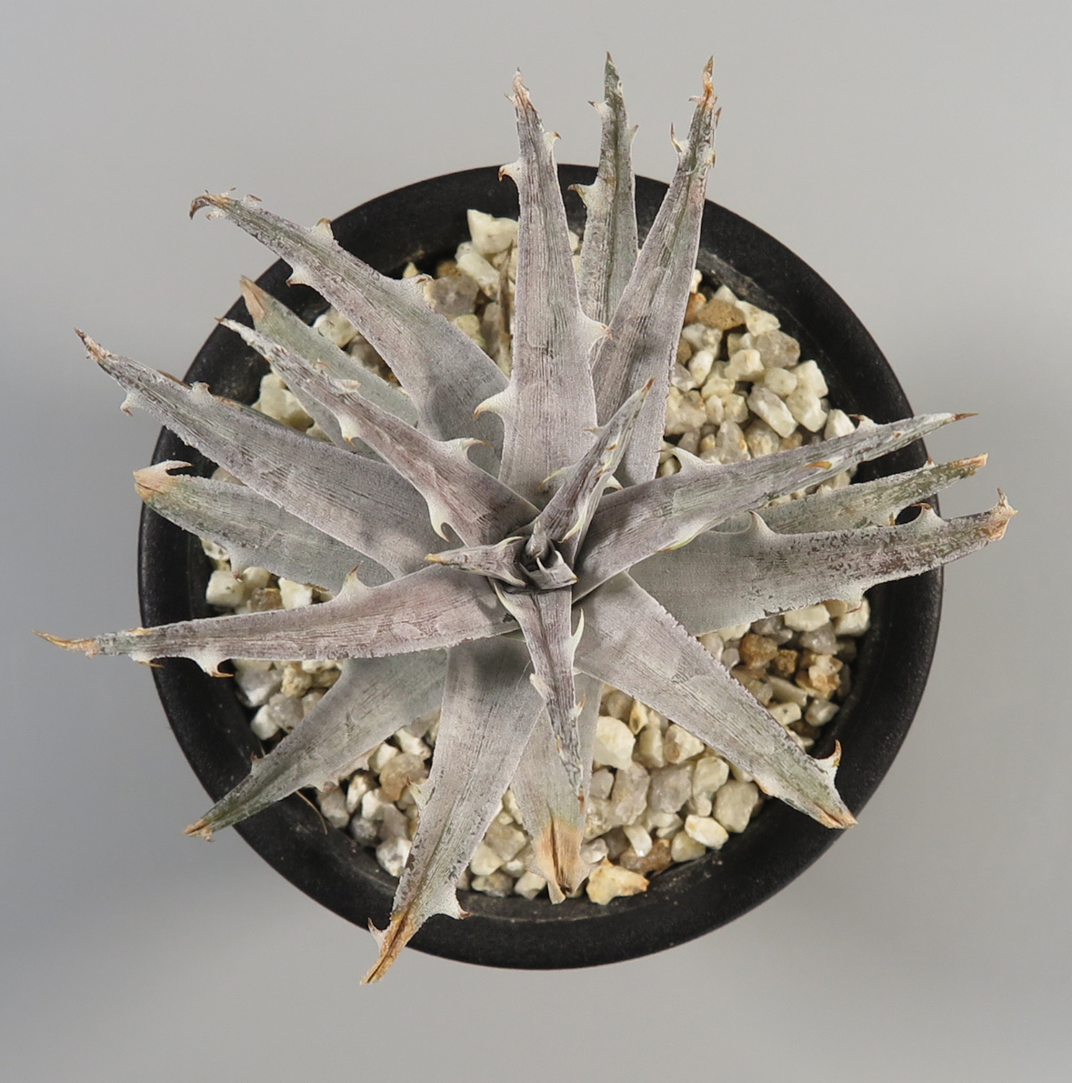 ディッキア：Dyckia goehringii 'New Form' F1 | Dyckia Maniax
