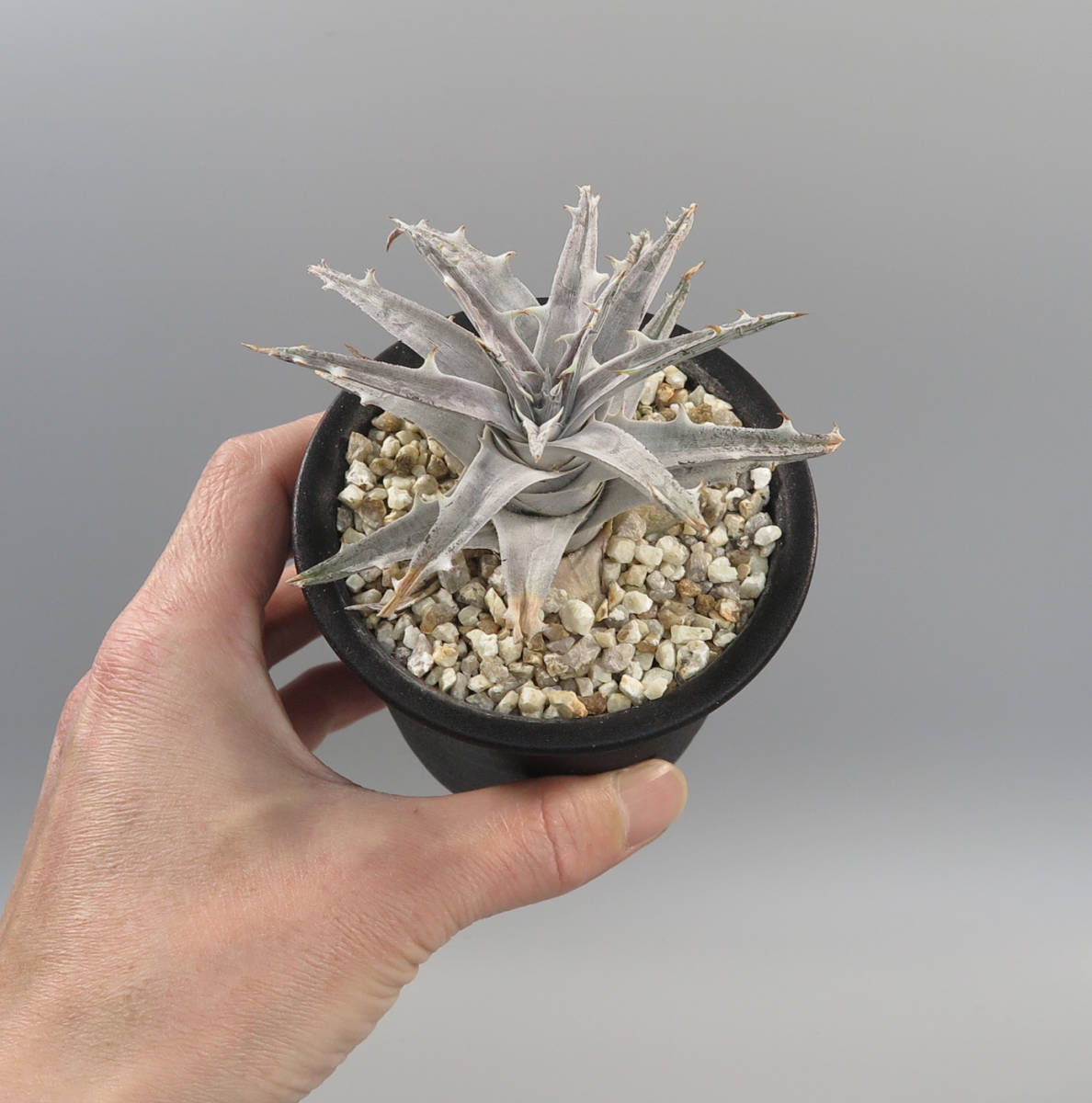 ディッキア：Dyckia goehringii 'New Form' F1 | Dyckia Maniax