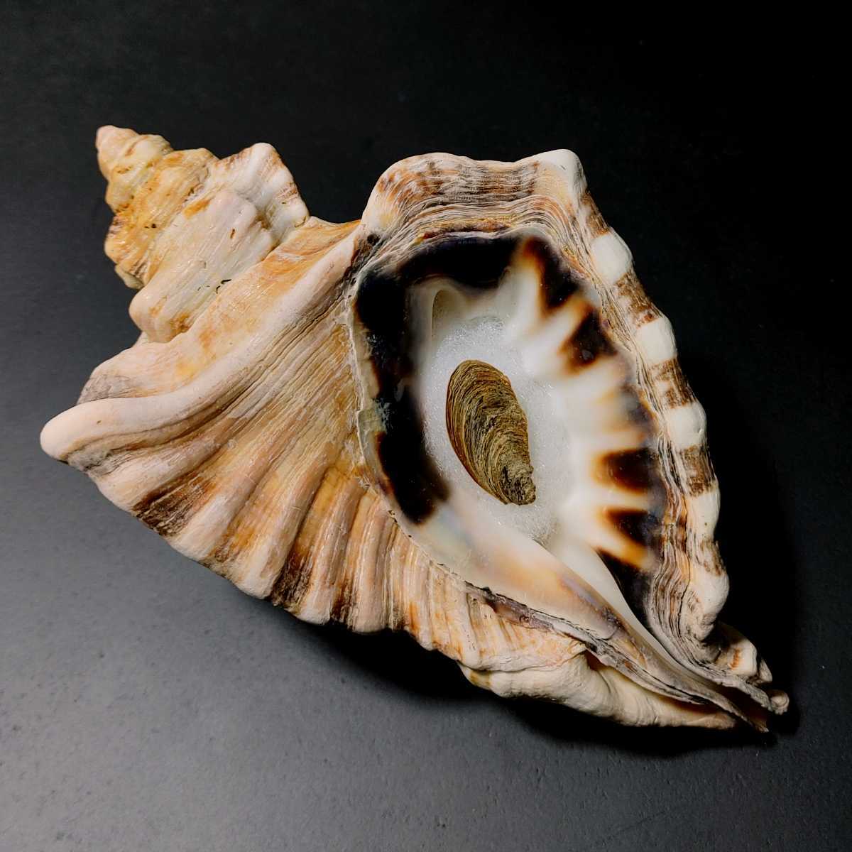 ダイオウコウモリボラ 大 蓋付き 貝殻 標本(科学、自然)｜売買された