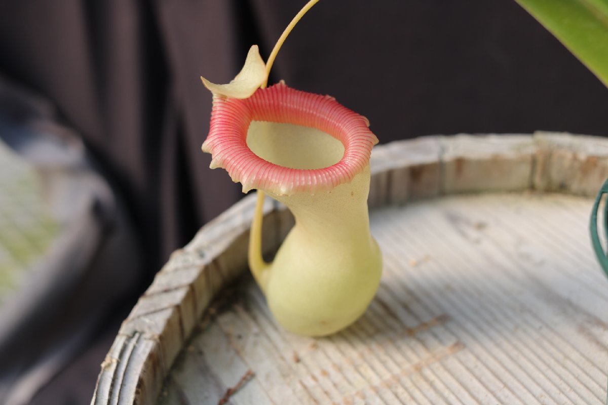 ventricosa : N. 食虫植物 ネペンテス - Yahoo!オークション | 在来系