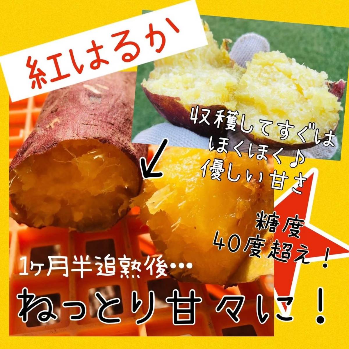 追熟済】 紅はるか10kg さつまいも 安納芋より糖度が高い！ 無農薬で
