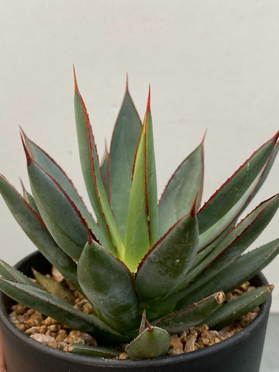 エ3046 「多肉植物」アガベ　バーントバーガンディー【最新到着・実店舗販売 2/1開始 FLOVERS岡崎店 OPENセール】