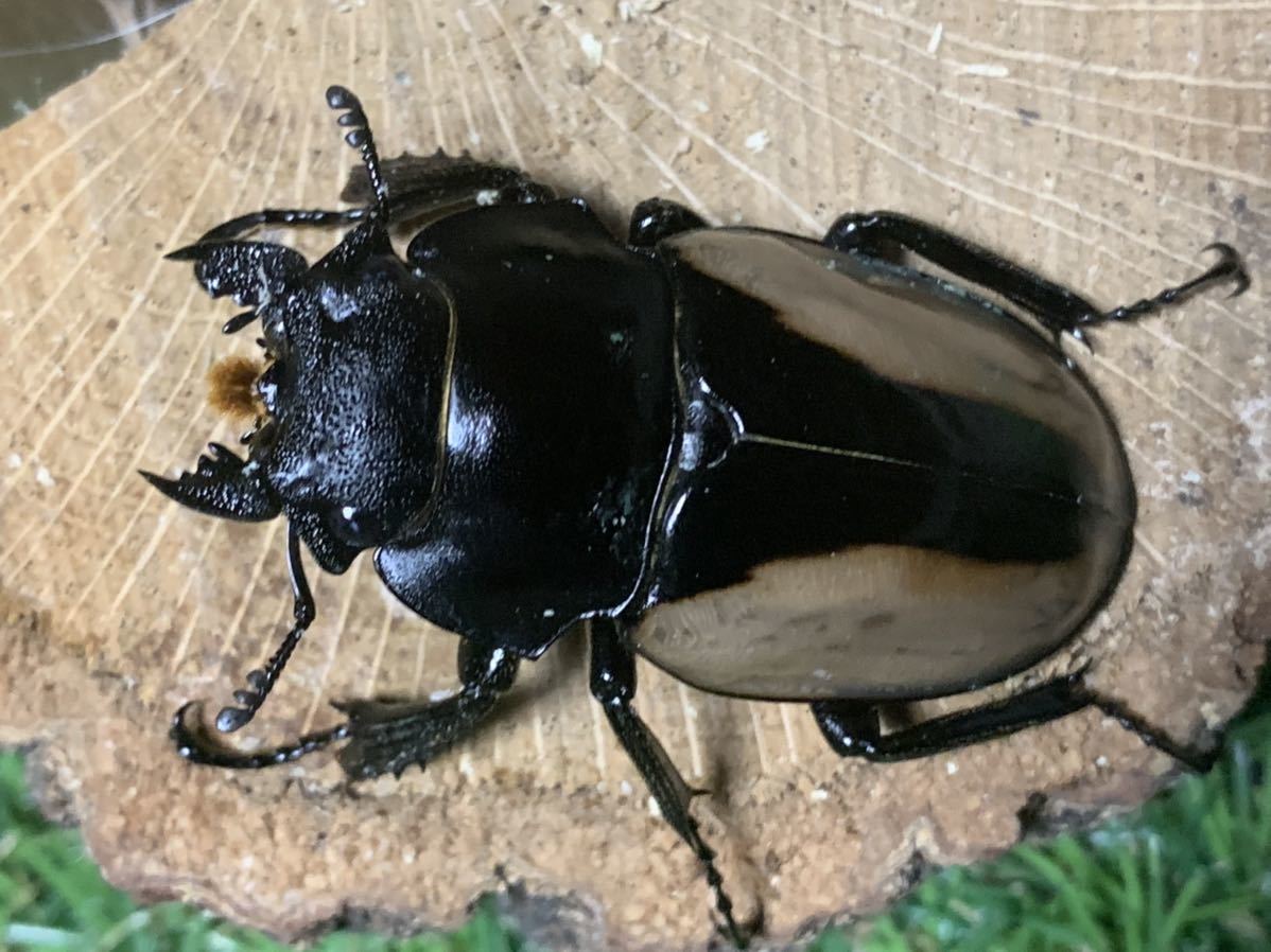 ブルーマイスターツヤクワガタ メス単品 外国産 売買されたオークション情報 Yahooの商品情報をアーカイブ公開 オークファン Aucfan Com