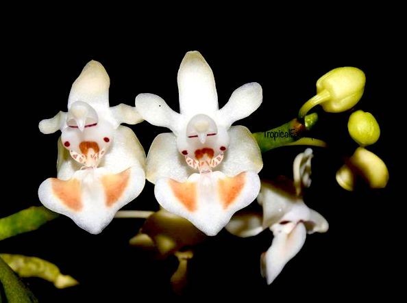 爆買い，大得価 洋蘭原種 785 落葉性胡蝶蘭 Phalaenopsis thailandica ファレノプシス タイランディカ(ラン)｜売買されたオークション情報、yahooの商品情報をアーカイブ公開 - オークファン ラン