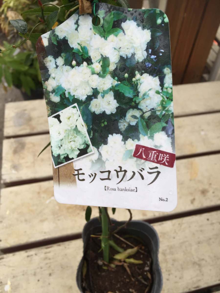 モッコウバラ 白花八重咲 3 5号 鉢植え ガーデニング アーチ オベリスク 植木 庭木 売買されたオークション情報 Yahooの商品情報をアーカイブ公開 オークファン Aucfan Com