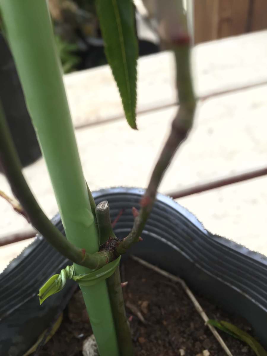 モッコウバラ 白花八重咲 3 5号 鉢植え ガーデニング アーチ オベリスク 植木 庭木 売買されたオークション情報 Yahooの商品情報をアーカイブ公開 オークファン Aucfan Com