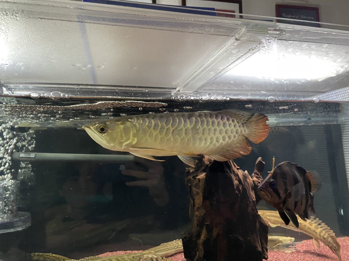 アジアアロワナ　過背金龍　±26㎝_2