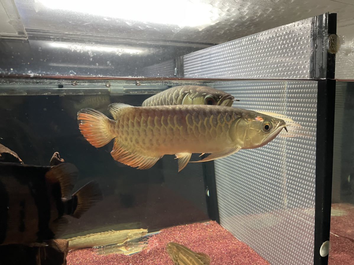 アジアアロワナ　過背金龍　±26㎝_3