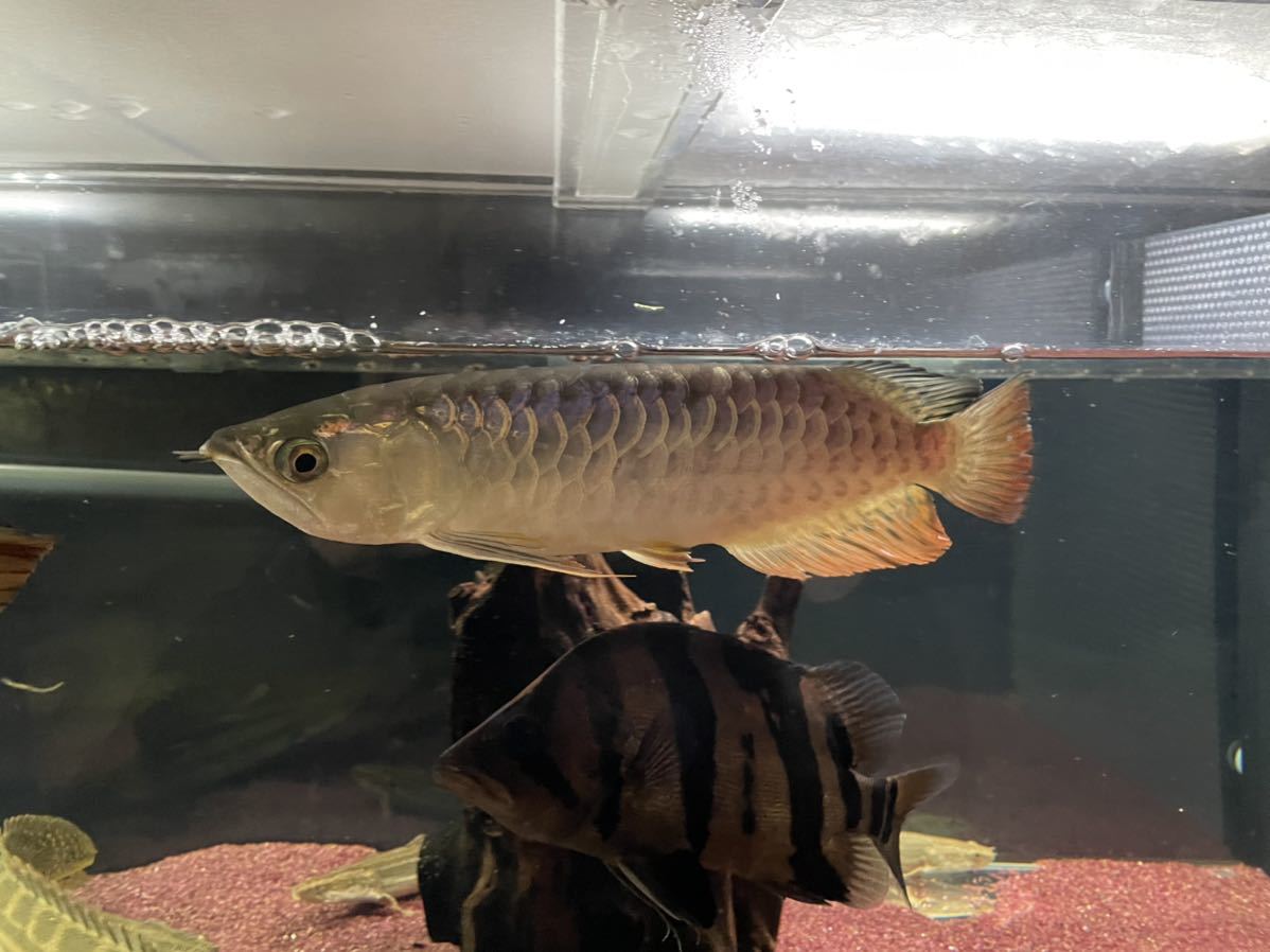 アジアアロワナ　過背金龍　±26㎝_5