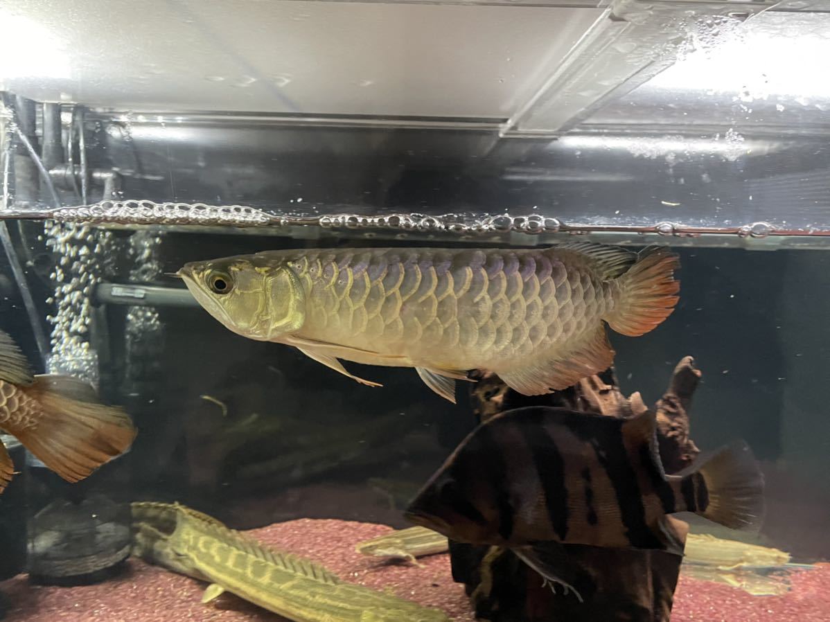 アジアアロワナ　過背金龍　±26㎝_6