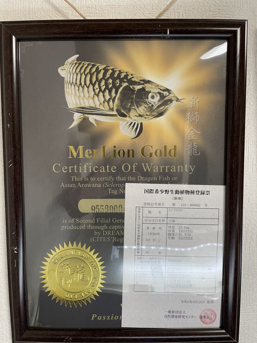アジアアロワナ　過背金龍　±26㎝_7
