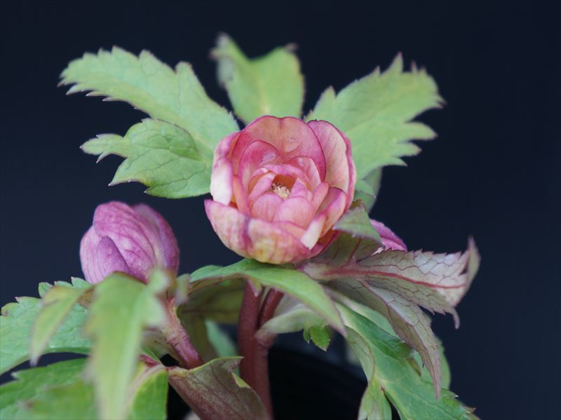 クリスマスローズ ☆クリスマスローズ☆開花株*DDゴールドはっきり