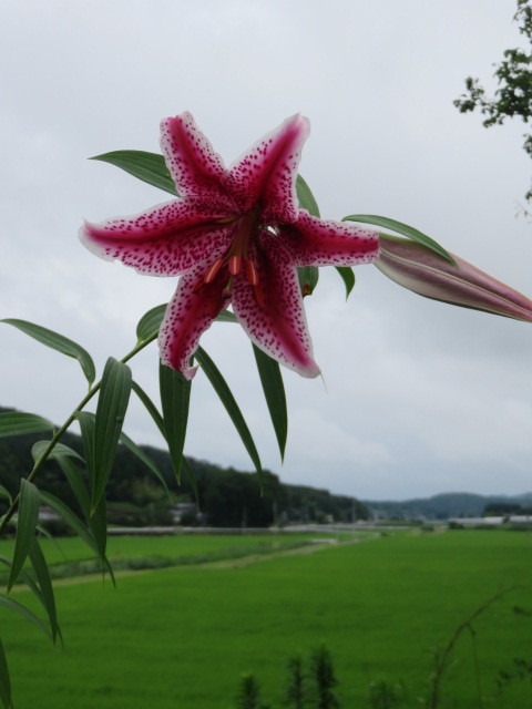 山野草 山百合変異種 ① 紅筋ヤマユリ 深広紅 小球2球 第四種290円